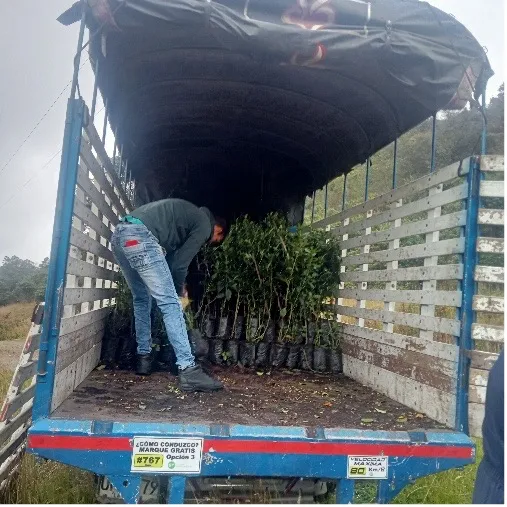 Foto 3 del proyecto Restauración ecológica y compensación forestal