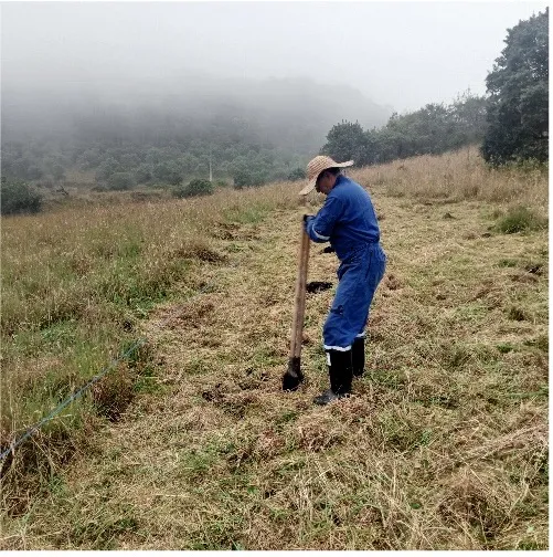 Foto 4 del proyecto Restauración ecológica y compensación forestal