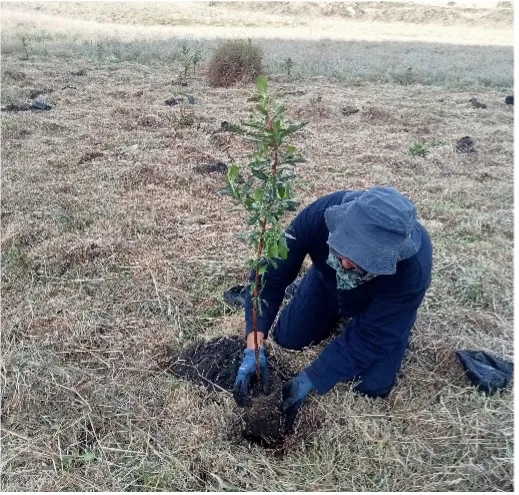 Foto 5 del proyecto Restauración ecológica y compensación forestal