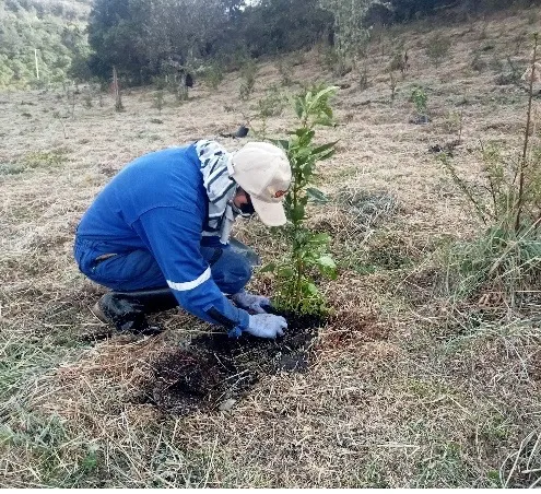 Foto 6 del proyecto Restauración ecológica y compensación forestal