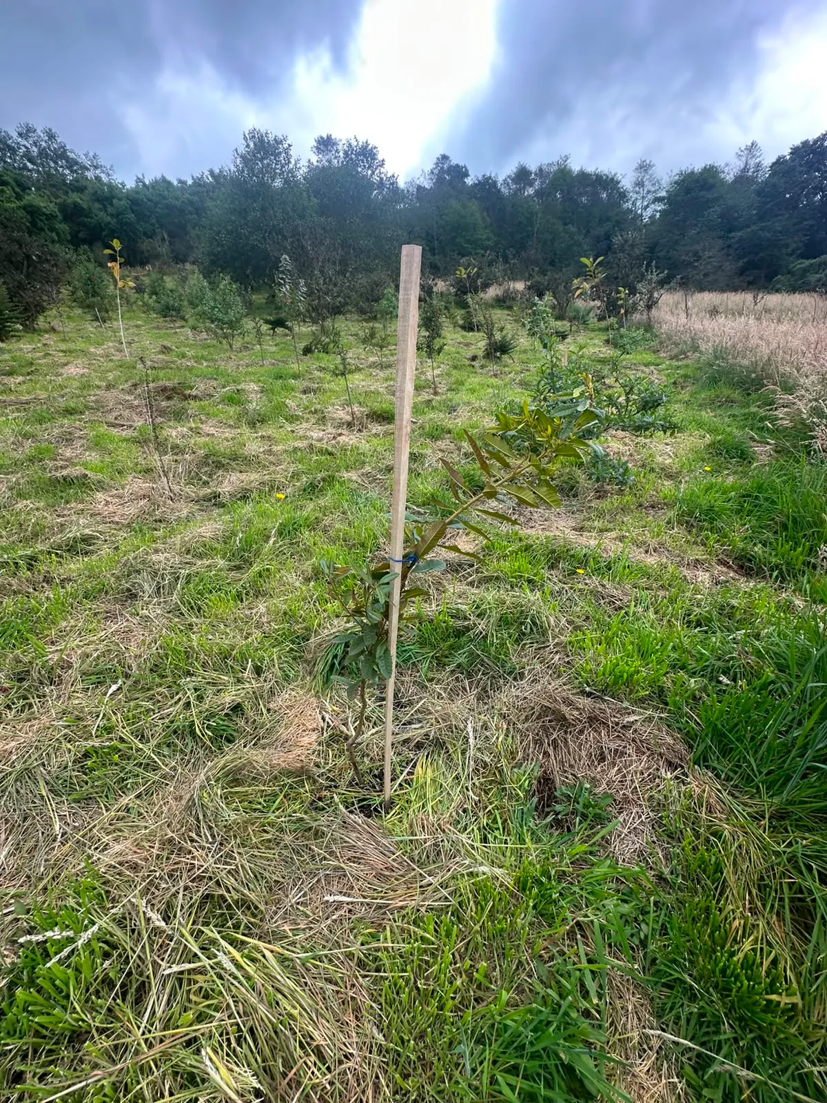 Foto 2 del proyecto Restauración ecológica y compensación forestal