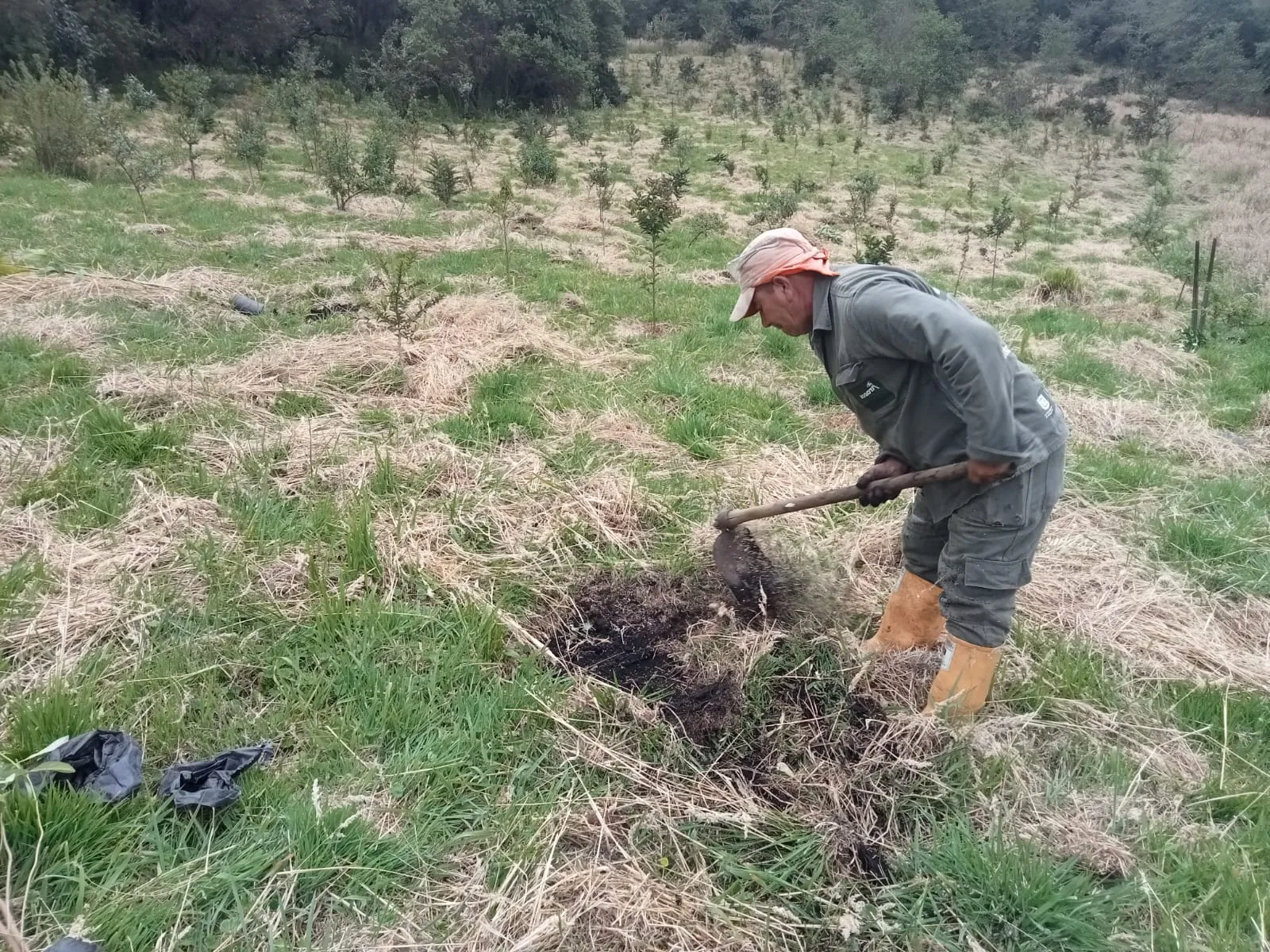 Foto 1 del proyecto Restauración ecológica y compensación forestal